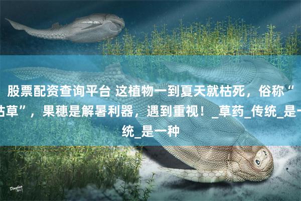 股票配资查询平台 这植物一到夏天就枯死，俗称“夏枯草”，果穗是解暑利器，遇到重视！_草药_传统_是一种
